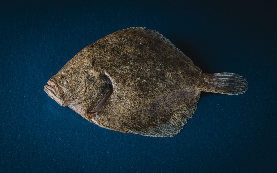 Pescados y mariscos premium 2026: del salmón noruego al bacalao islandés, las estrellas del canal Horeca