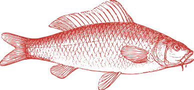 pescado-congelado
